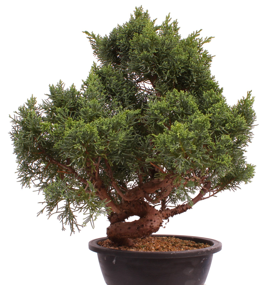 Bonsai - Juniperus chinensis 'Kyushu', Chinesischer Wacholder 224/88