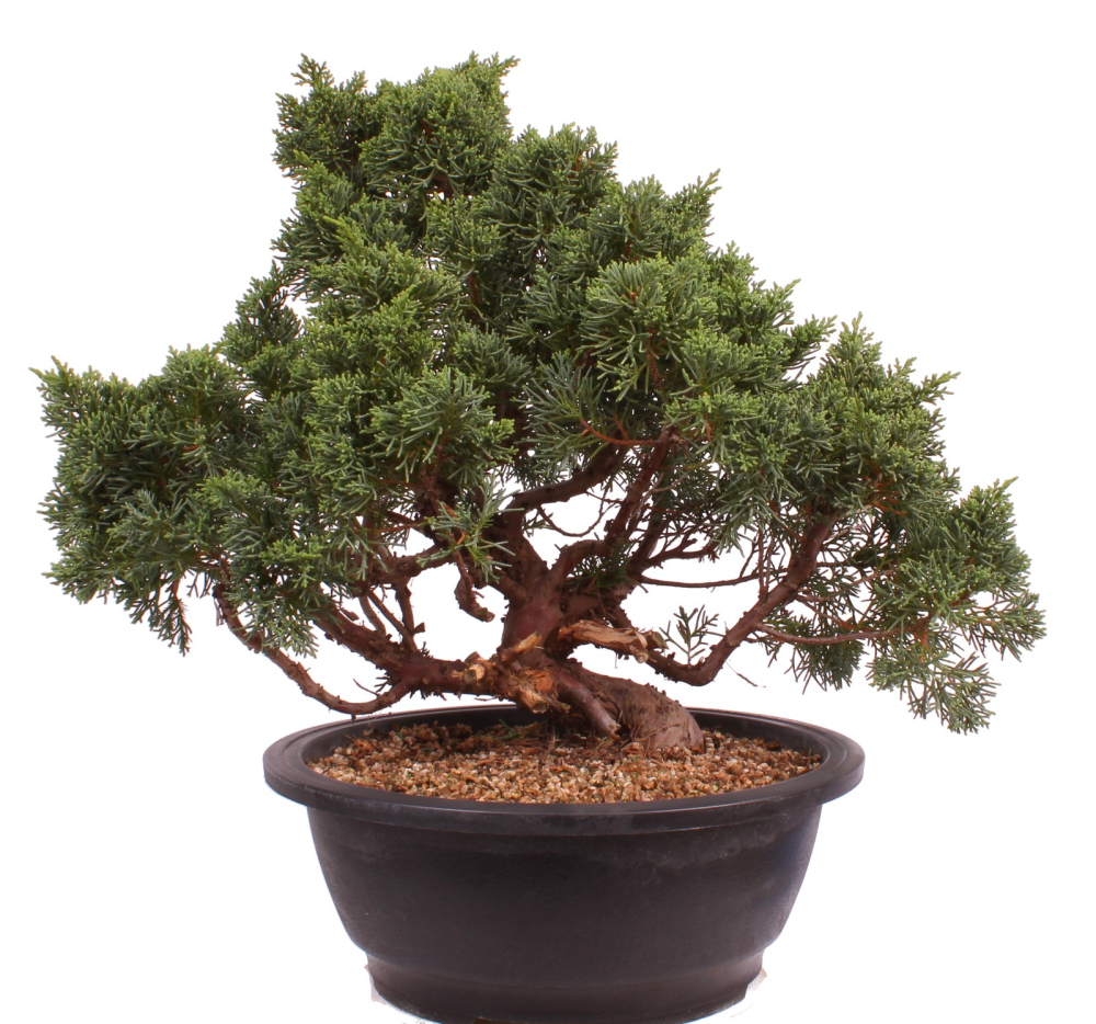 Bonsai - Juniperus chinensis 'Kyushu', Chinesischer Wacholder 224/89