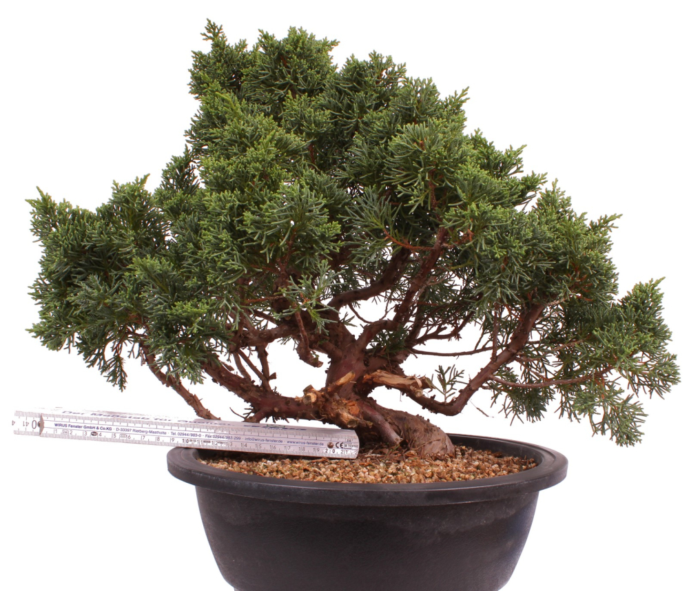 Bonsai - Juniperus chinensis 'Kyushu', Chinesischer Wacholder 224/89
