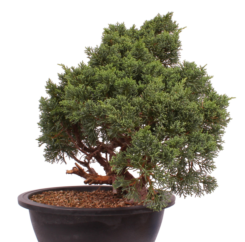 Bonsai - Juniperus chinensis 'Kyushu', Chinesischer Wacholder 224/89