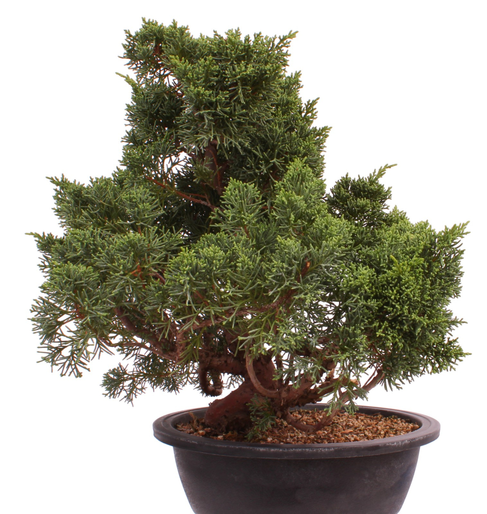 Bonsai - Juniperus chinensis 'Kyushu', Chinesischer Wacholder 224/89