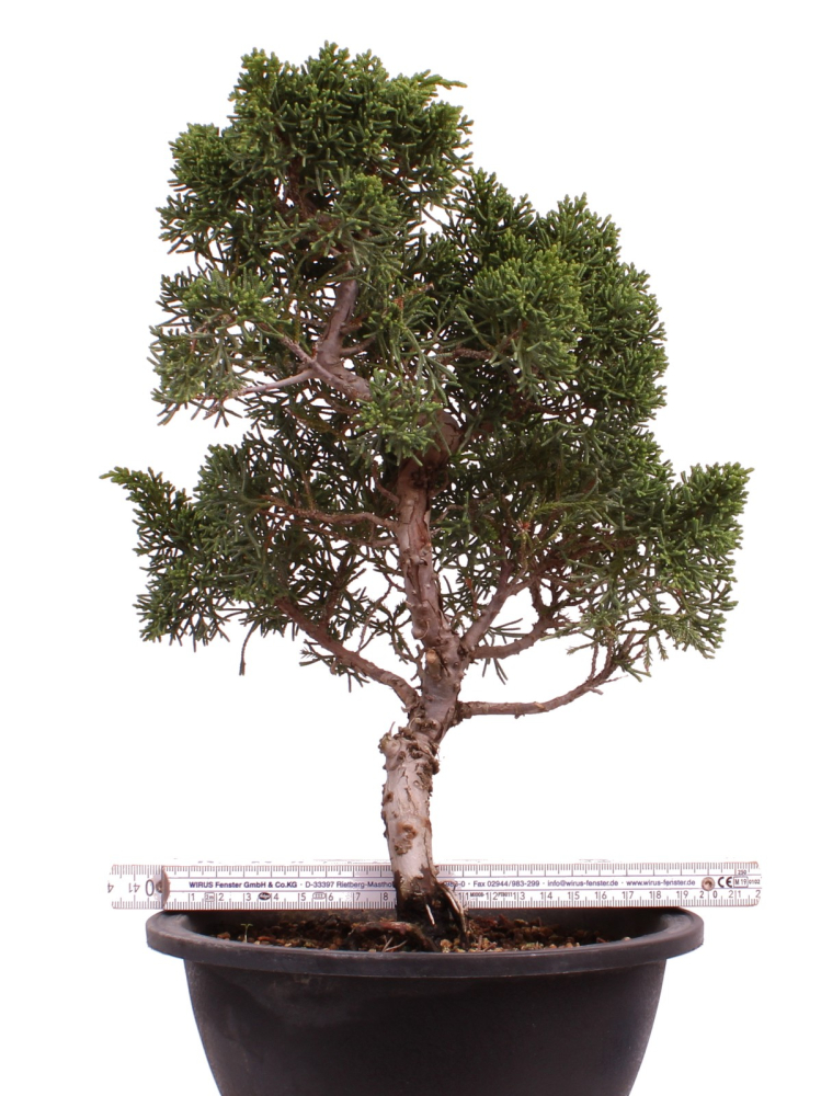 Bonsai - Juniperus chinensis 'Kyushu', Chinesischer Wacholder 224/90