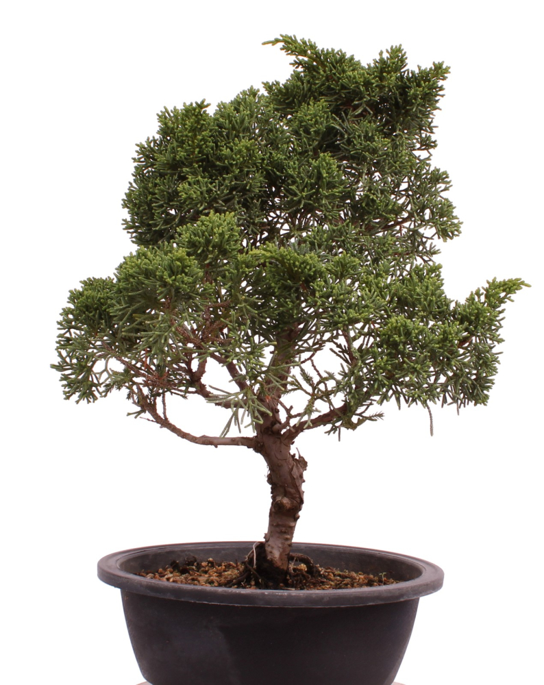 Bonsai - Juniperus chinensis 'Kyushu', Chinesischer Wacholder 224/90