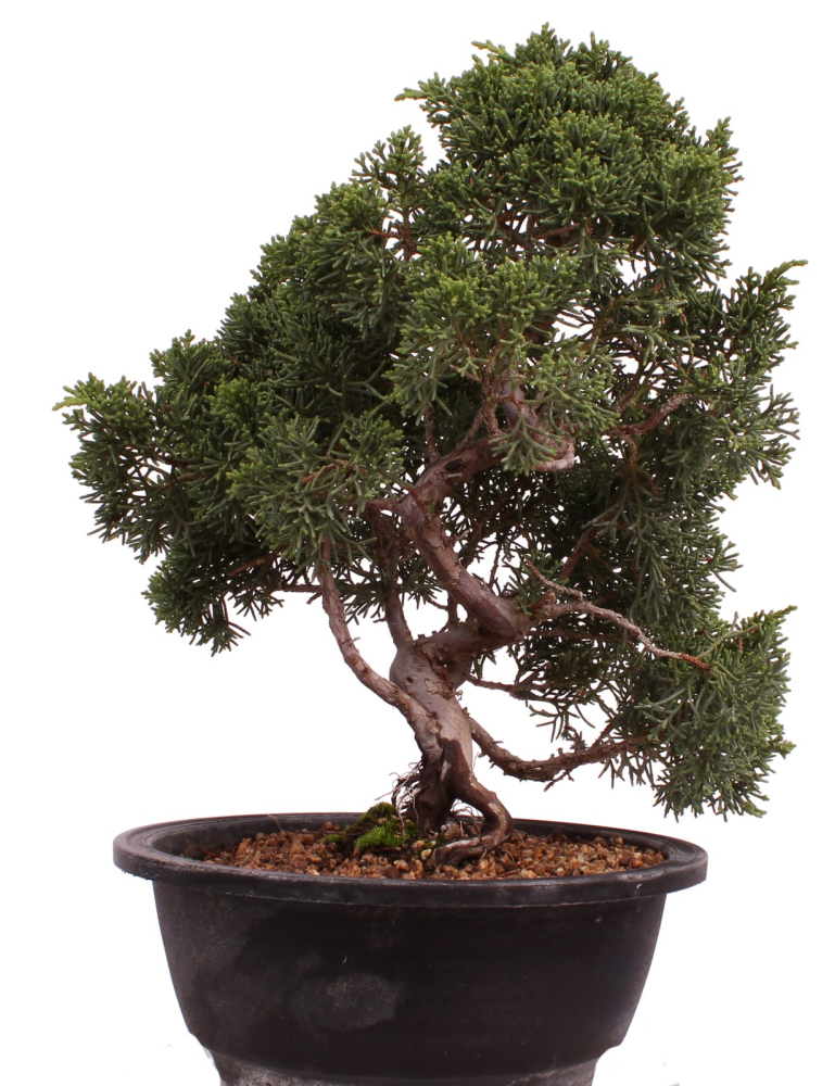 Bonsai - Juniperus chinensis 'Kyushu', Chinesischer Wacholder 224/91