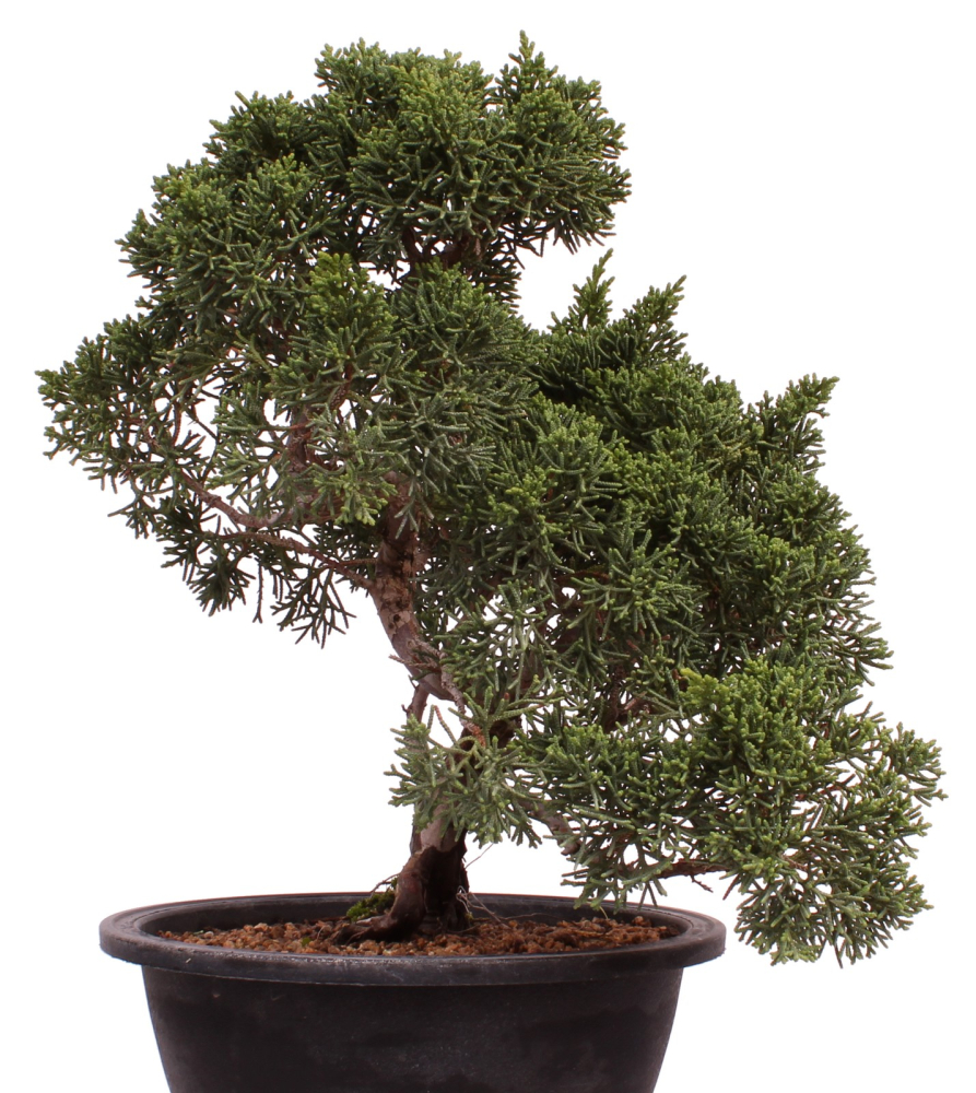 Bonsai - Juniperus chinensis 'Kyushu', Chinesischer Wacholder 224/91