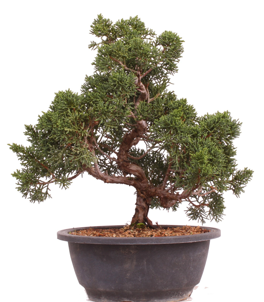 Bonsai - Juniperus chinensis 'Kyushu', Chinesischer Wacholder 224/93