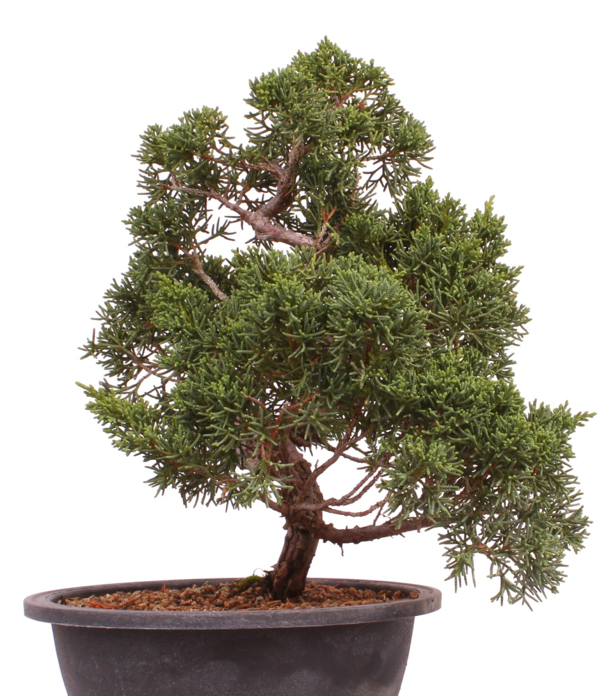 Bonsai - Juniperus chinensis 'Kyushu', Chinesischer Wacholder 224/93