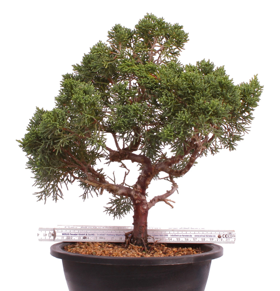 Bonsai - Juniperus chinensis 'Kyushu', Chinesischer Wacholder 224/94