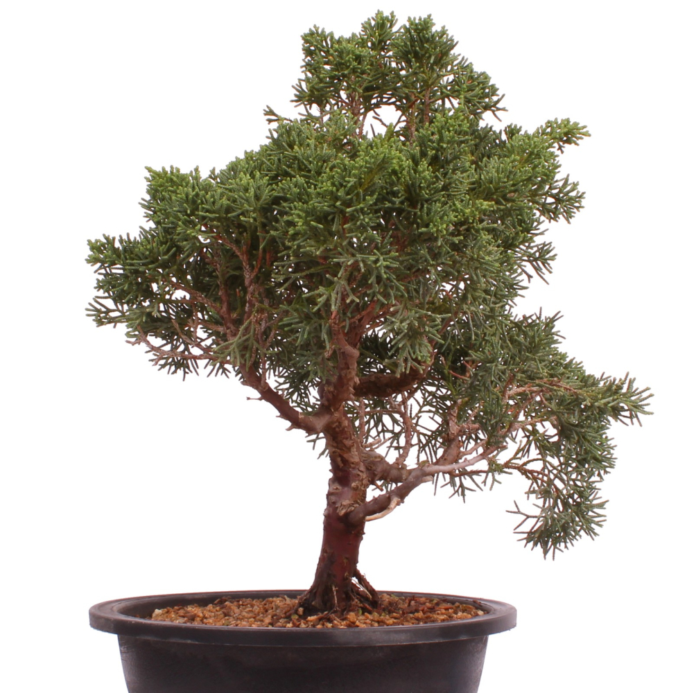 Bonsai - Juniperus chinensis 'Kyushu', Chinesischer Wacholder 224/94