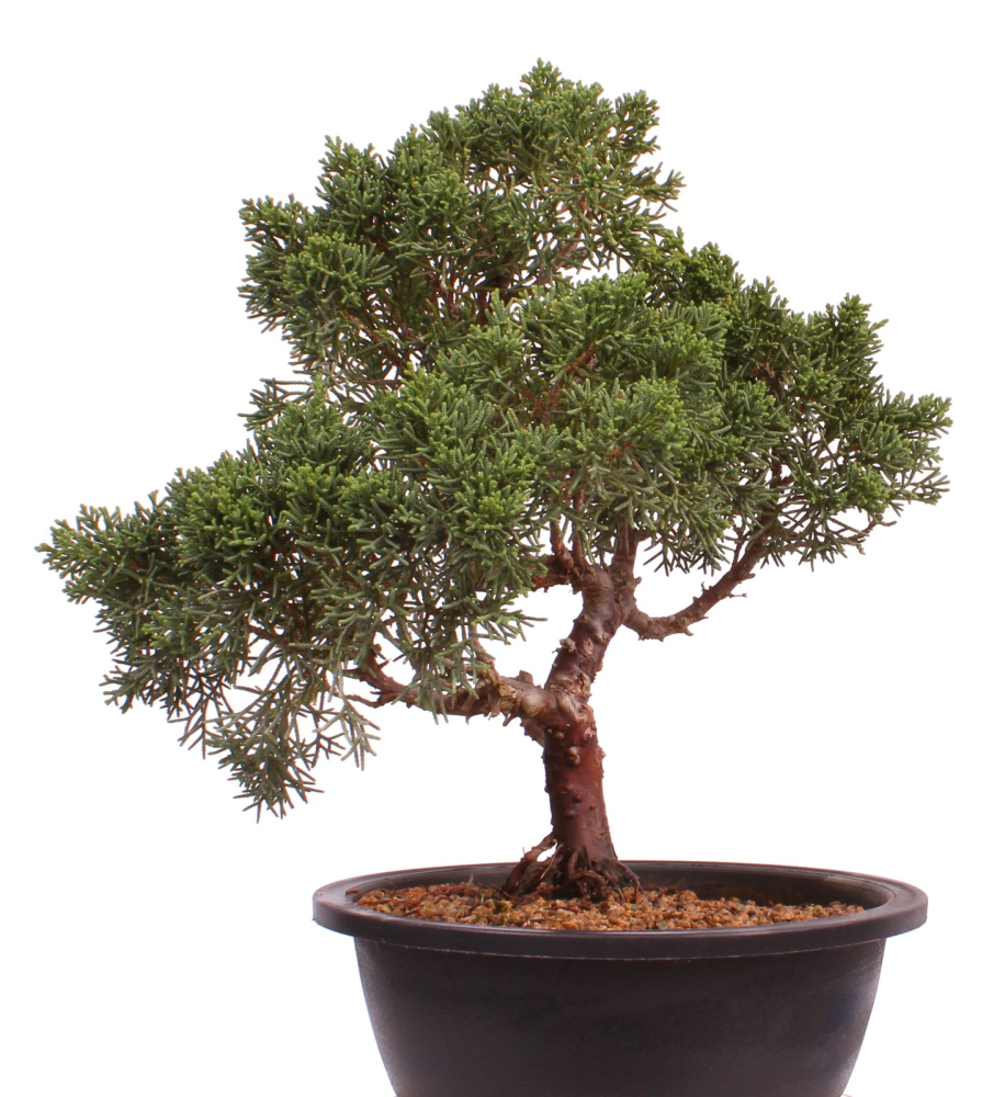 Bonsai - Juniperus chinensis 'Kyushu', Chinesischer Wacholder 224/94