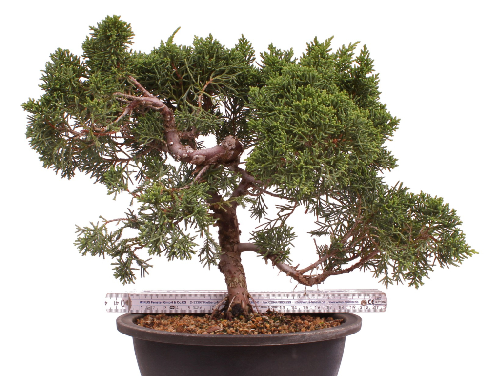 Bonsai - Juniperus chinensis 'Kyushu', Chinesischer Wacholder 224/95