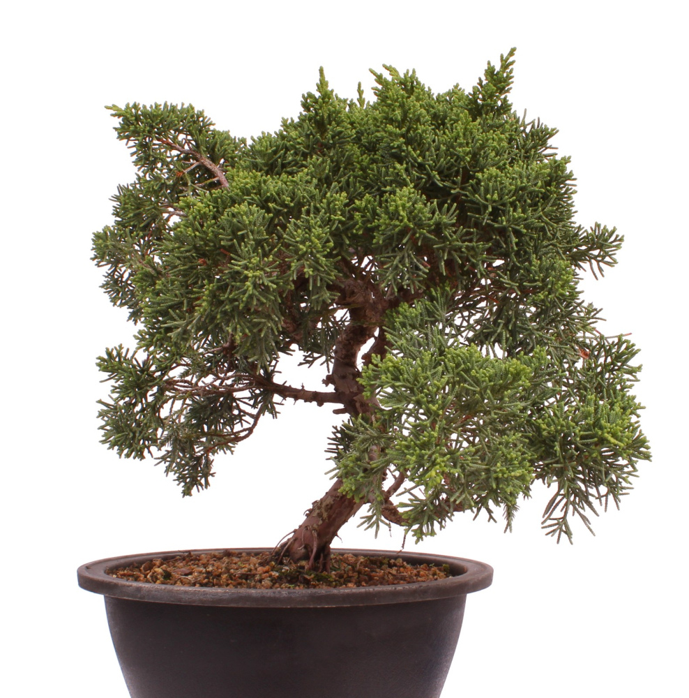 Bonsai - Juniperus chinensis 'Kyushu', Chinesischer Wacholder 224/95