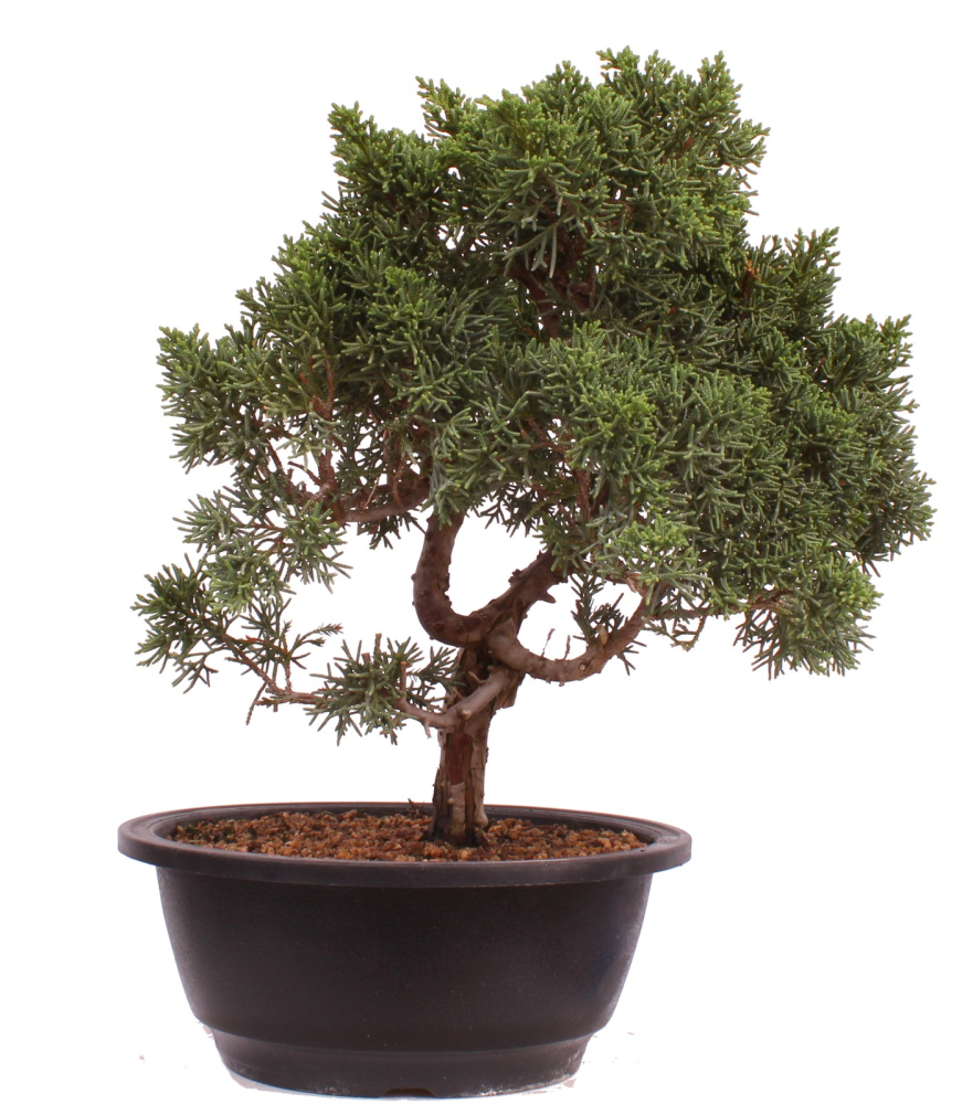Bonsai - Juniperus chinensis 'Kyushu', Chinesischer Wacholder 224/97