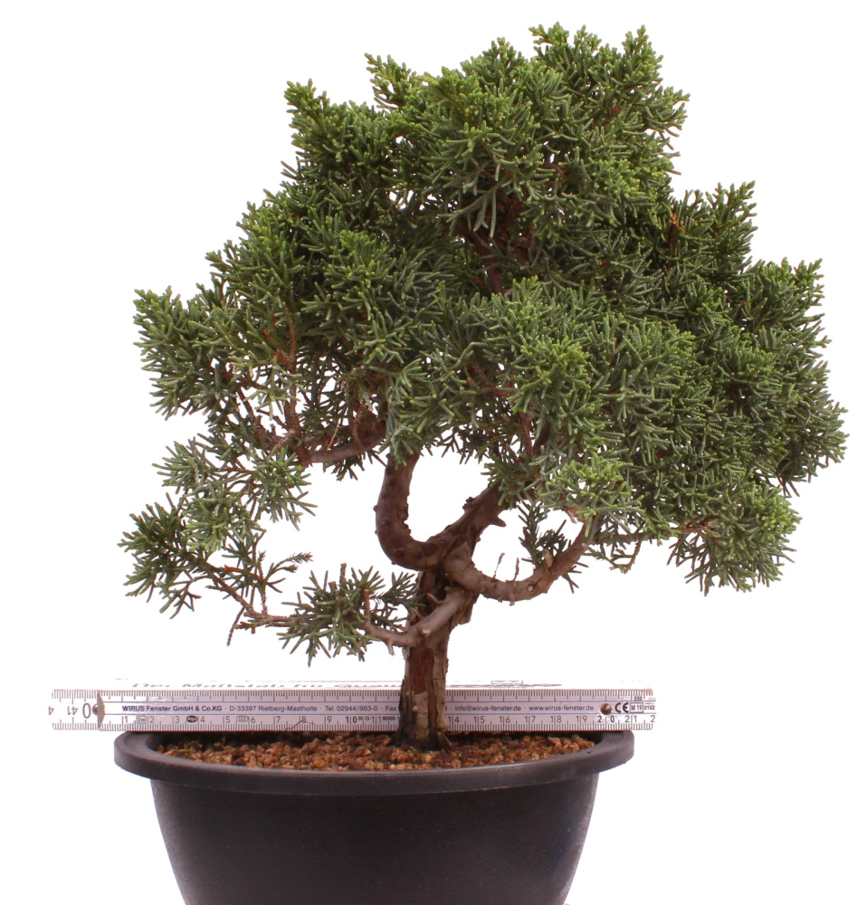 Bonsai - Juniperus chinensis 'Kyushu', Chinesischer Wacholder 224/97