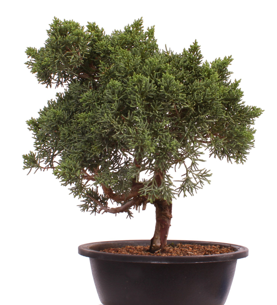 Bonsai - Juniperus chinensis 'Kyushu', Chinesischer Wacholder 224/97