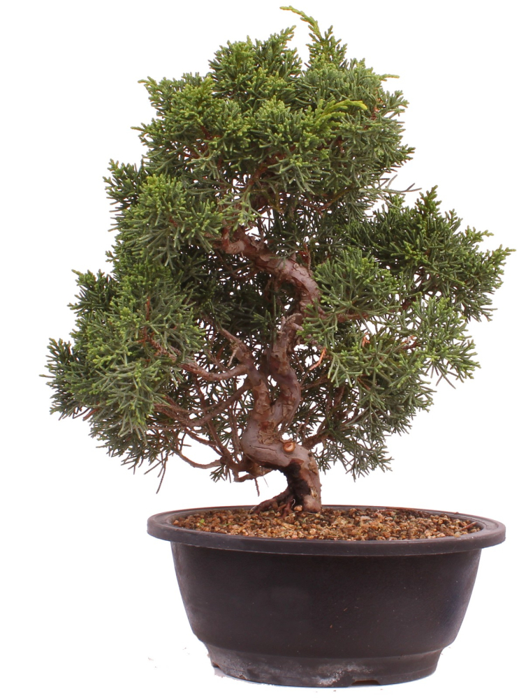 Bonsai - Juniperus chinensis 'Kyushu', Chinesischer Wacholder 224/98