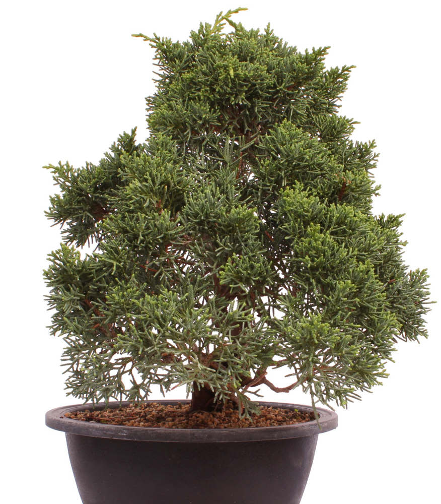 Bonsai - Juniperus chinensis 'Kyushu', Chinesischer Wacholder 224/98
