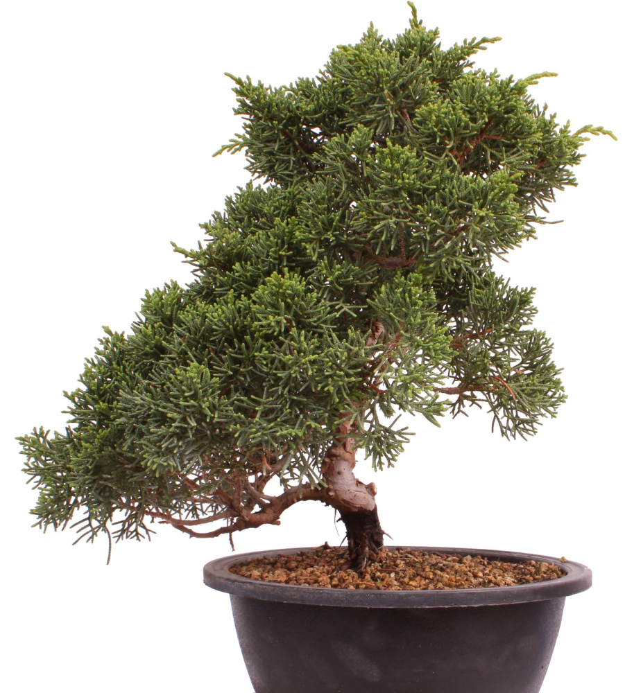 Bonsai - Juniperus chinensis 'Kyushu', Chinesischer Wacholder 224/98