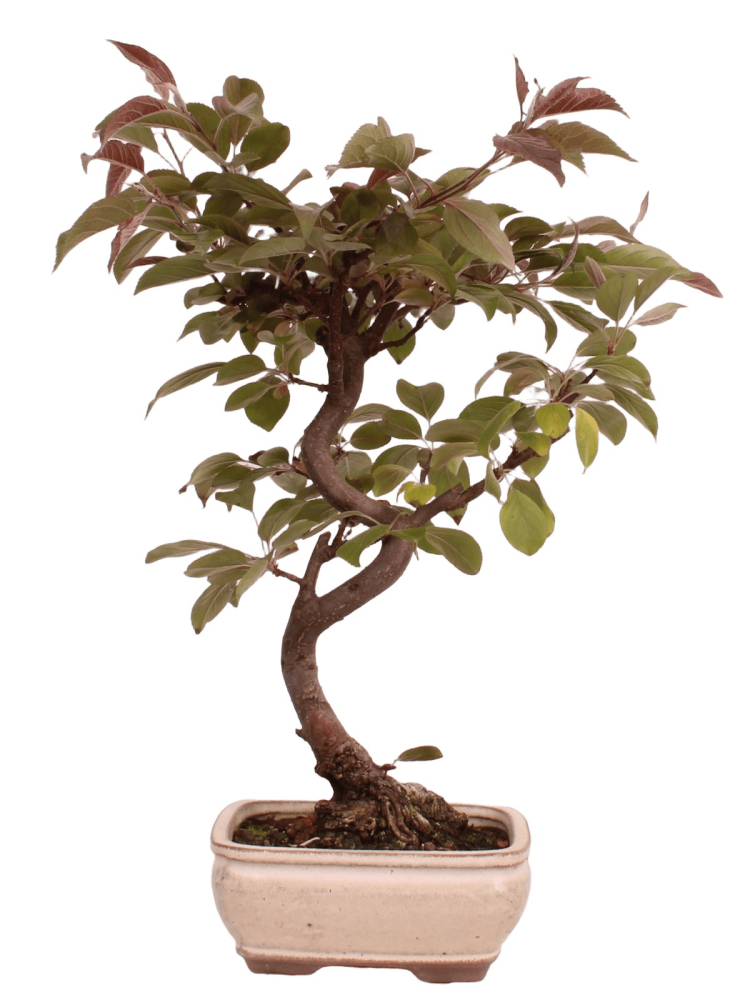 Bonsai - Malus spec. Red , Zierapfel 225/11
