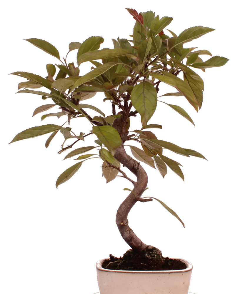 Bonsai - Malus domestica Red, Zierapfel 225/13