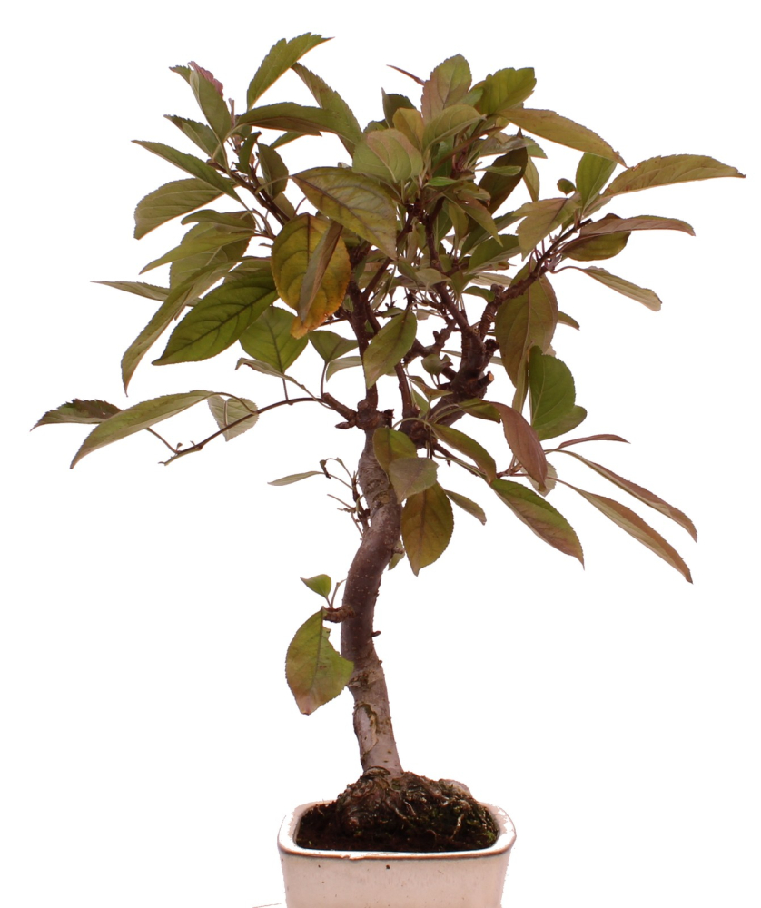 Bonsai - Malus domestica Red, Zierapfel 225/13