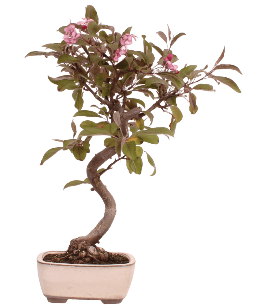 Bonsai - Malus domestica Red, Zierapfel 225/13