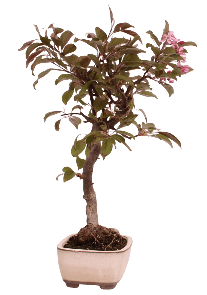 Bonsai - Malus domestica Red, Zierapfel 225/13