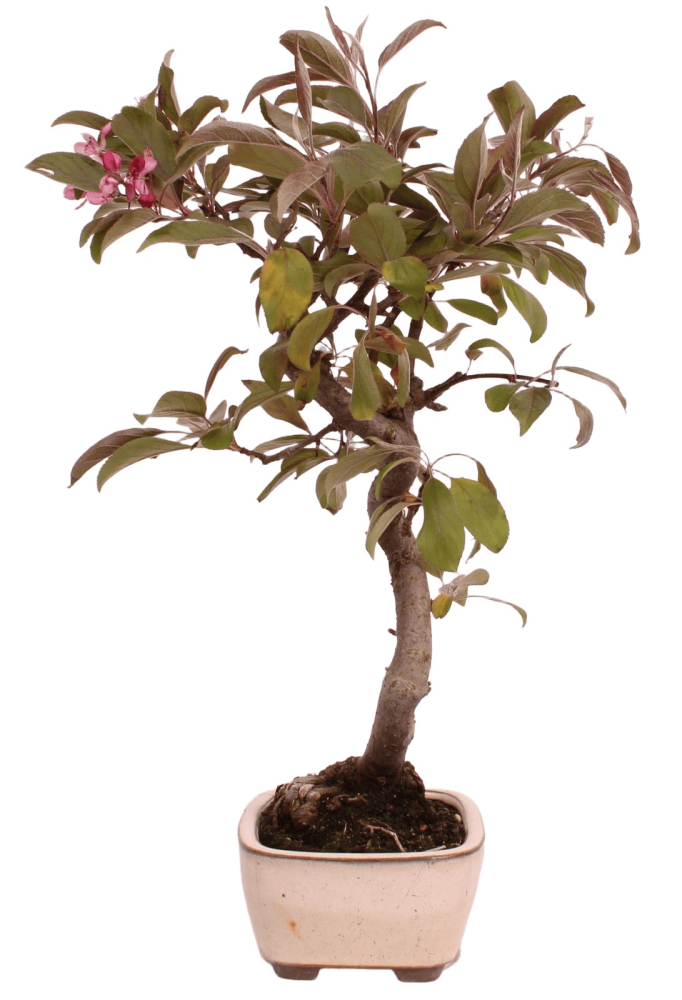 Bonsai - Malus domestica Red, Zierapfel 225/13
