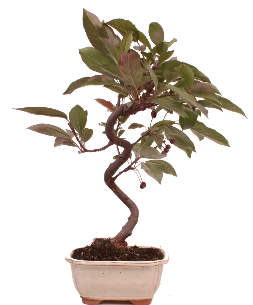 Bonsai - Malus spec. Red , Zierapfel 225/14