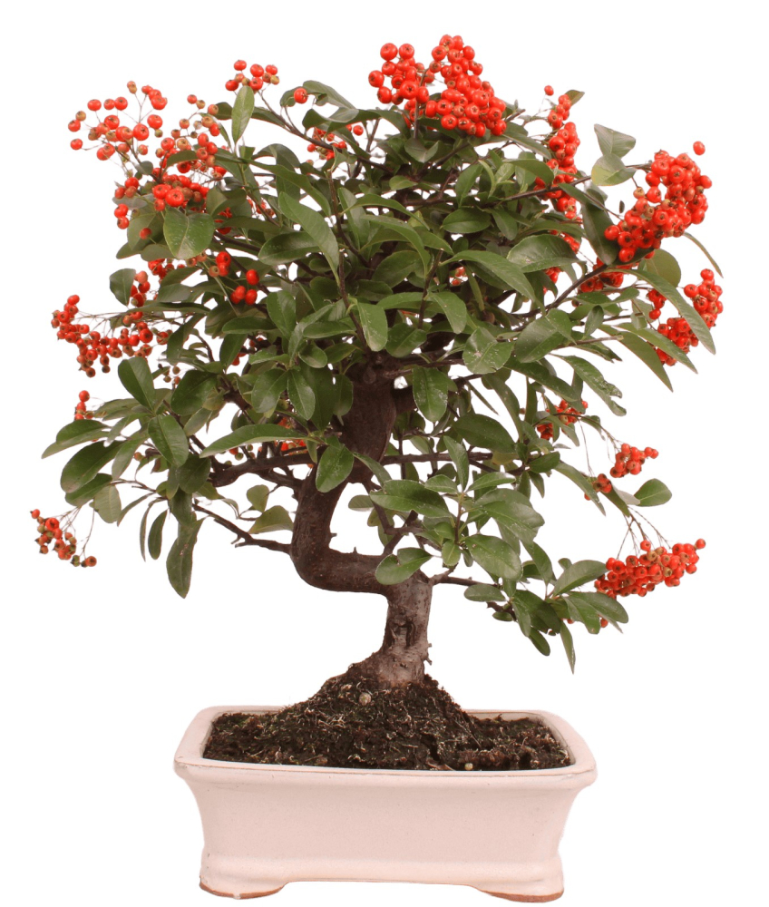 Bonsai - Pyracantha angustifolia - Schmalblättriger Feuerdorn 225/54