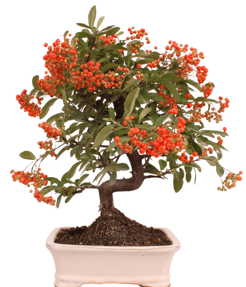 Bonsai - Pyracantha angustifolia - Schmalblättriger Feuerdorn 225/54
