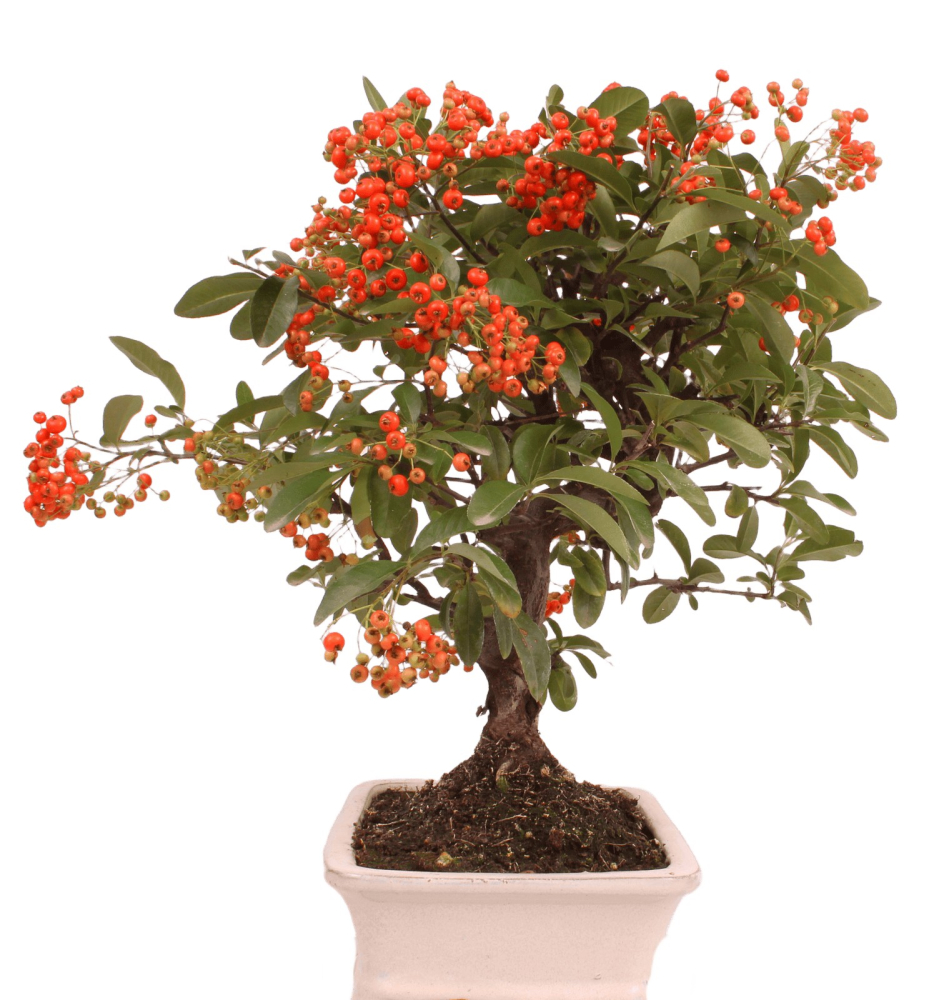 Bonsai - Pyracantha angustifolia - Schmalblättriger Feuerdorn 225/54
