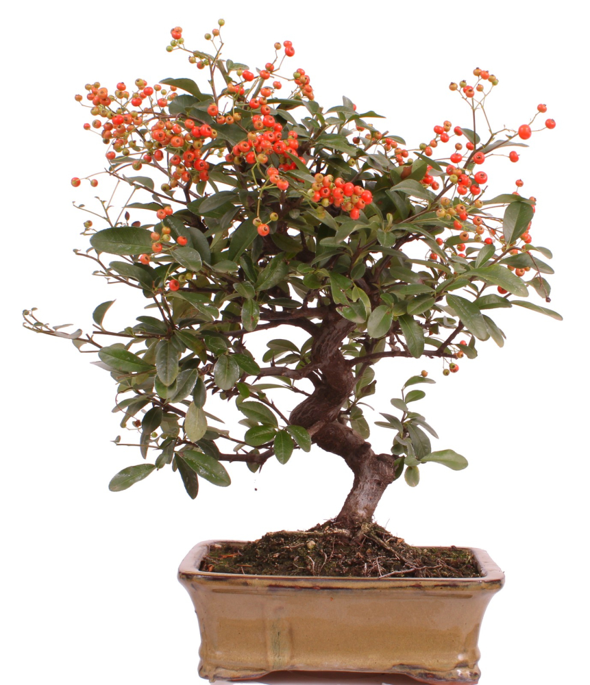Bonsai - Pyracantha angustifolia - Schmalblättriger Feuerdorn 225/55
