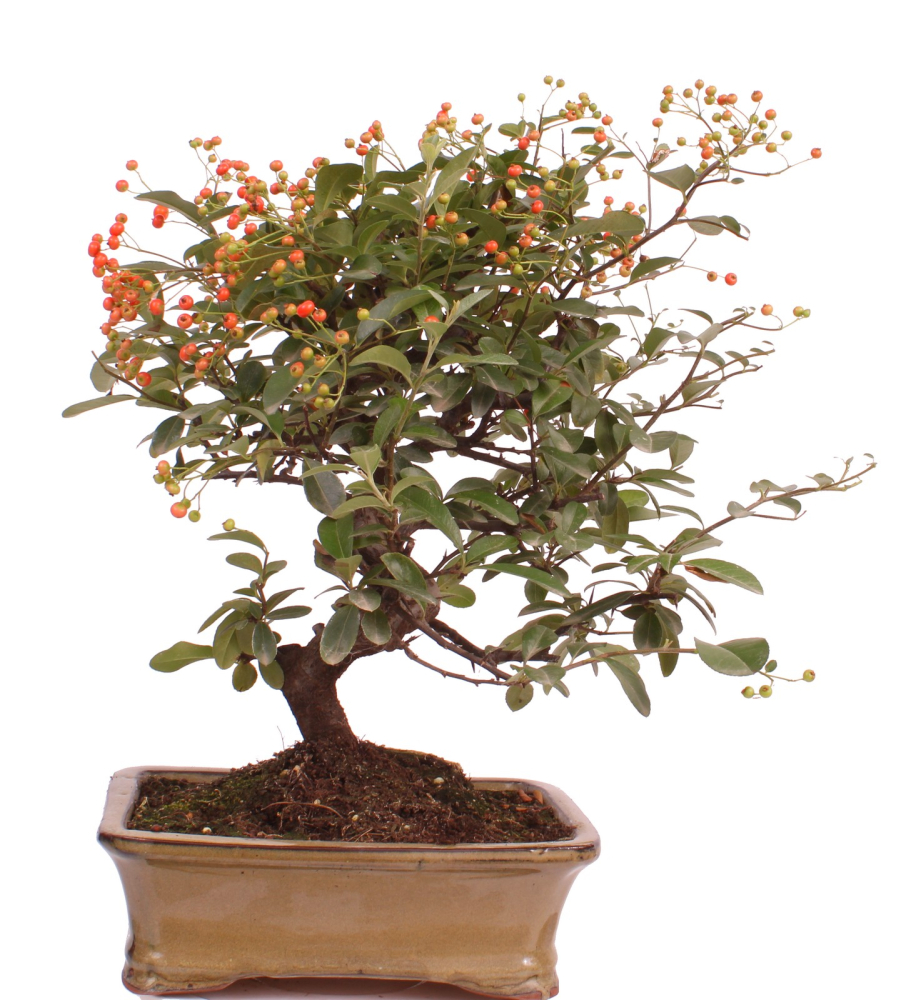 Bonsai - Pyracantha angustifolia - Schmalblättriger Feuerdorn 225/55