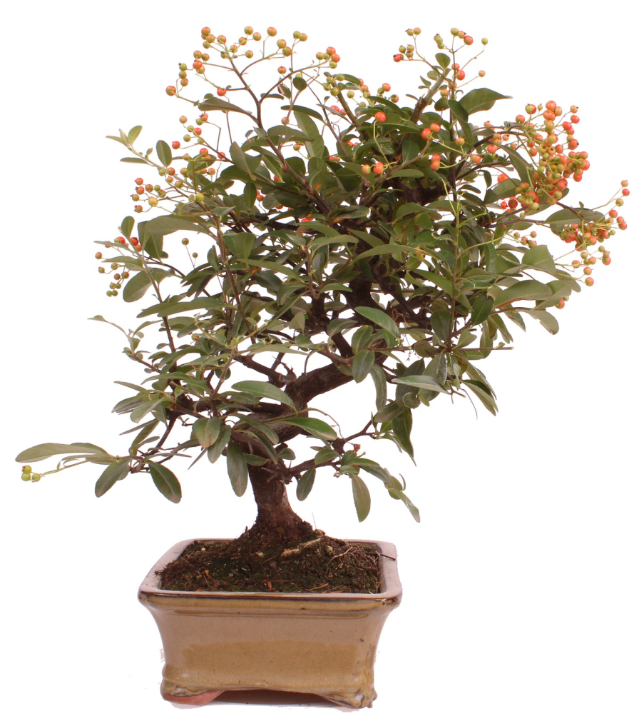 Bonsai - Pyracantha angustifolia - Schmalblättriger Feuerdorn 225/55