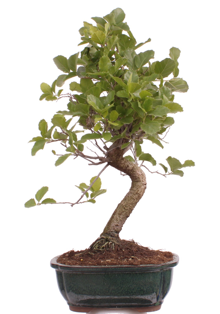 Bonsai - Quercus suber, Korkeiche 225/61
