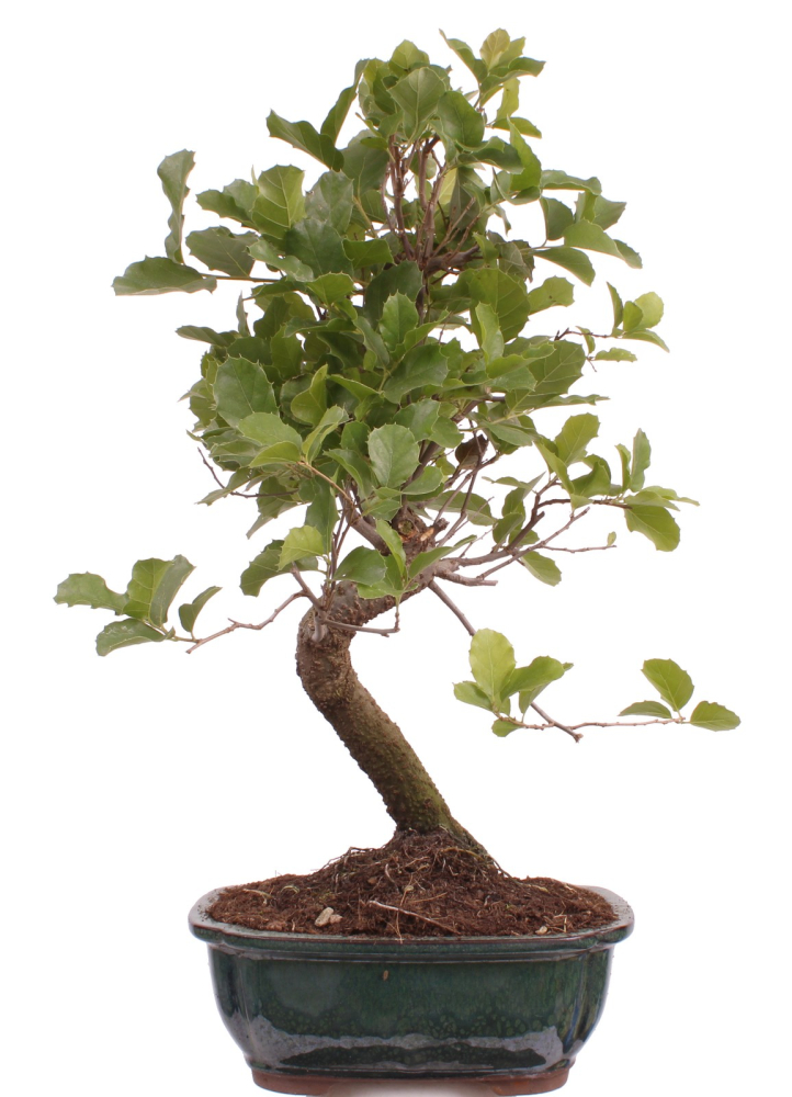 Bonsai - Quercus suber, Korkeiche 225/61