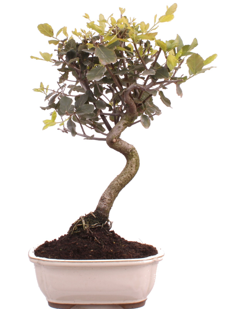 Bonsai - Quercus suber, Korkeiche 225/62