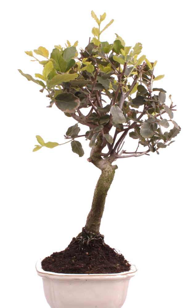 Bonsai - Quercus suber, Korkeiche 225/62