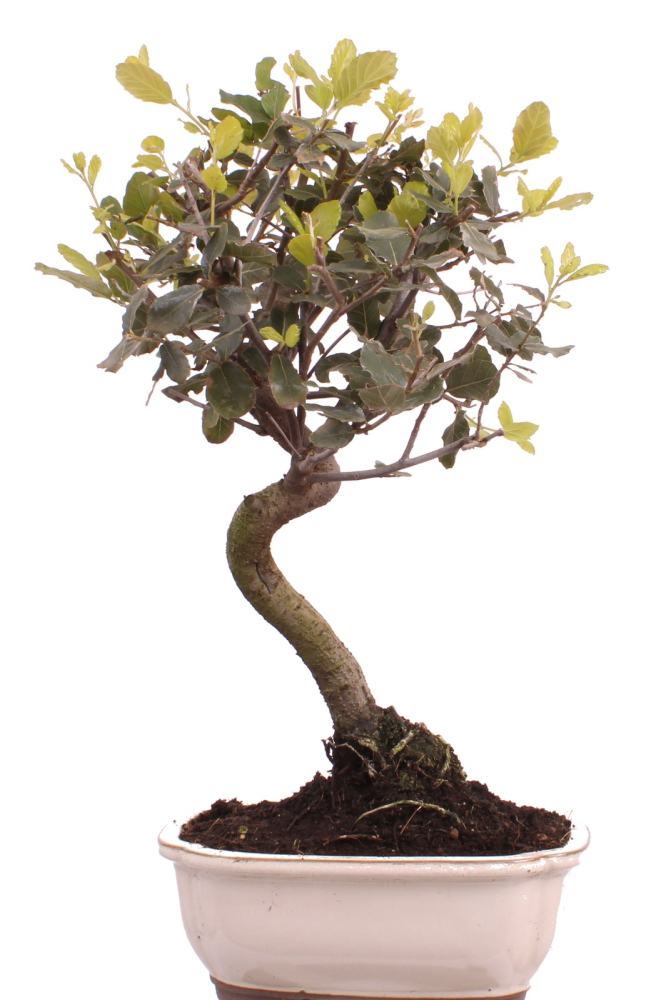 Bonsai - Quercus suber, Korkeiche 225/62