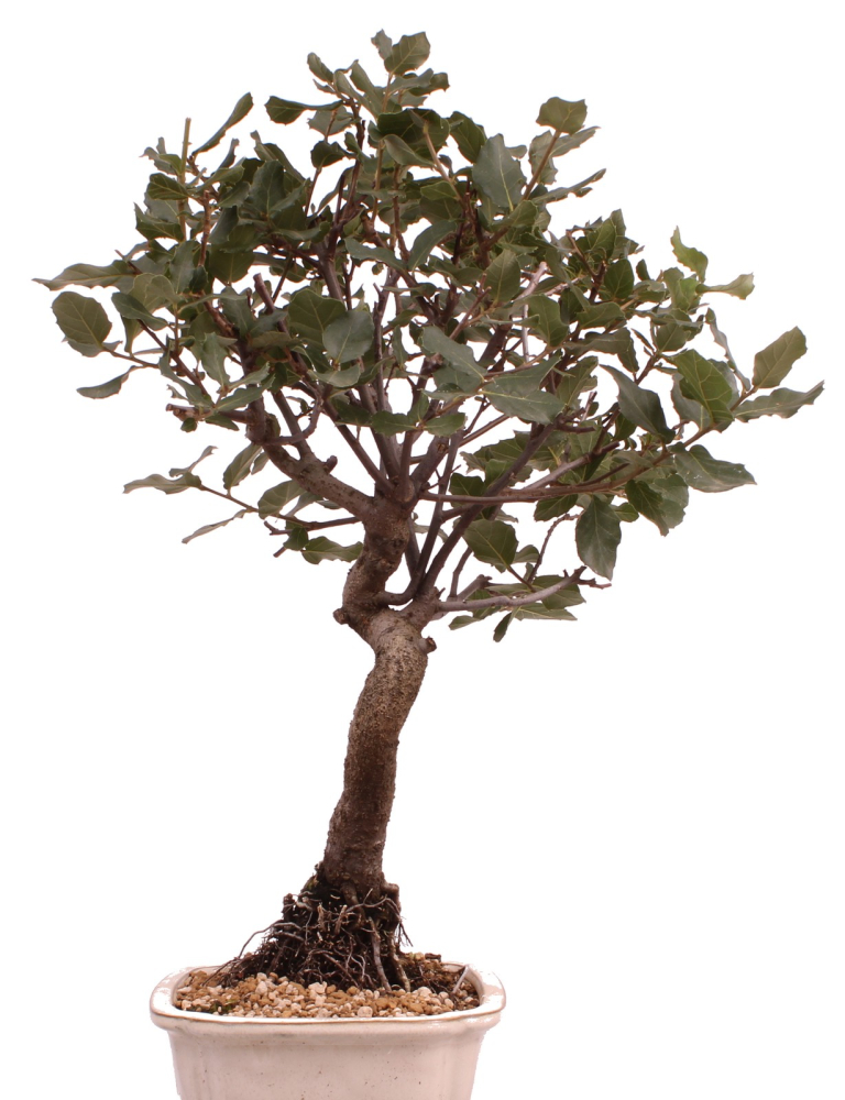 Bonsai Quercus suber – Korkeiche – 45 cm – 225/62
