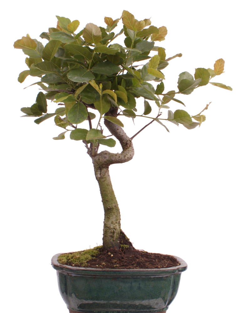Bonsai - Quercus suber, Korkeiche 225/64