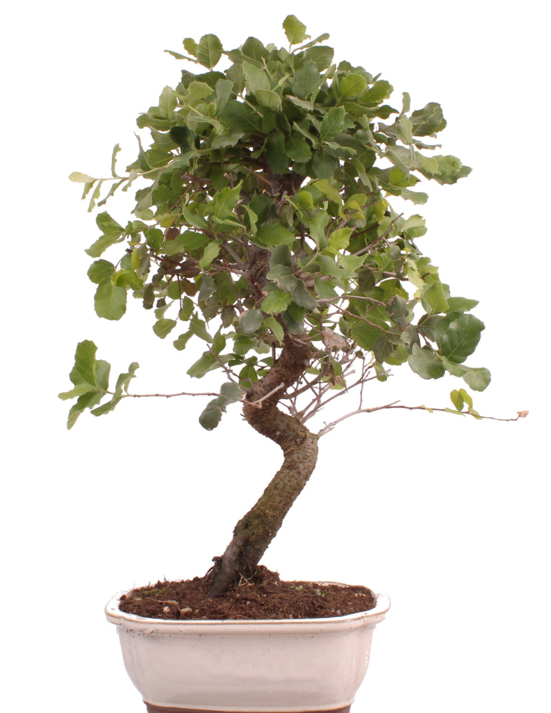 Bonsai - Quercus suber, Korkeiche 225/65