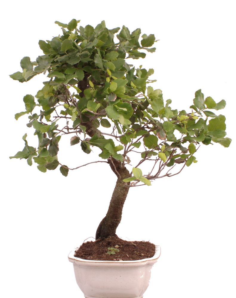 Bonsai - Quercus suber, Korkeiche 225/65