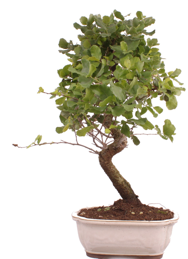 Bonsai - Quercus suber, Korkeiche 225/65