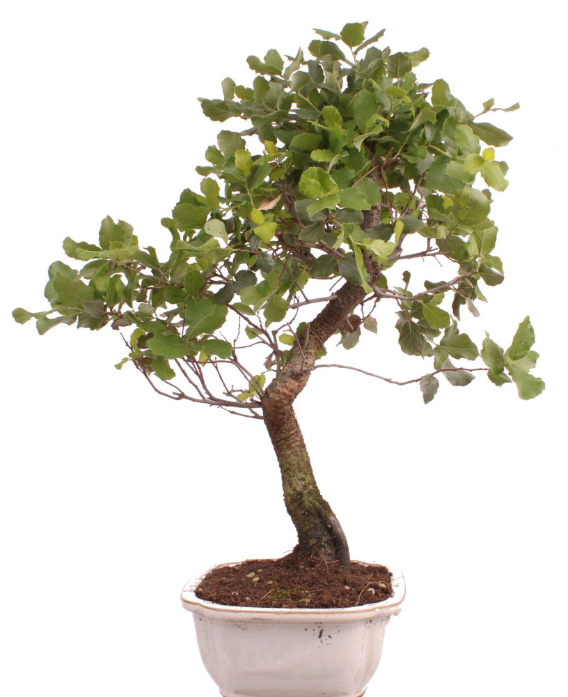 Bonsai - Quercus suber, Korkeiche 225/65