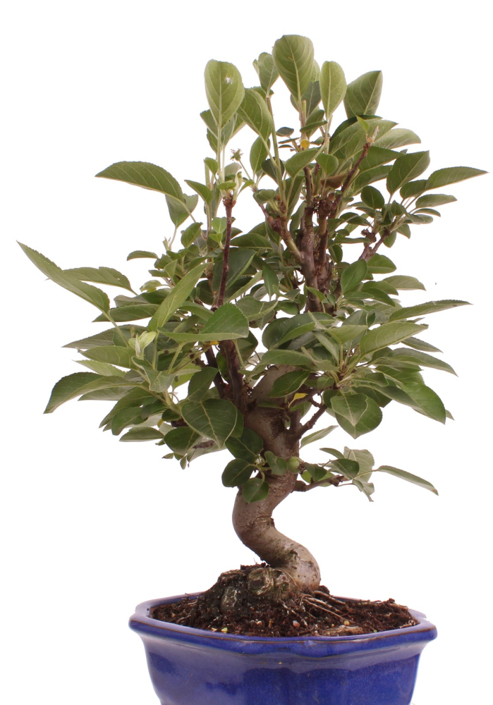 Bonsai - Malus spec.  Zier-Apfel 225/70