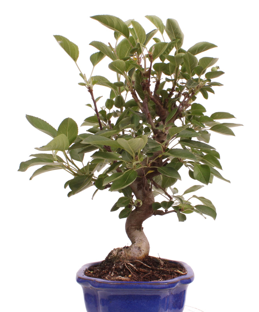 Bonsai - Malus spec.  Zier-Apfel 225/70