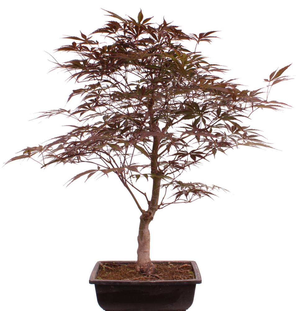 Bonsai - Acer palmatum 'Beni-kagami', Roter Fächerahorn aus Japan 226/01
