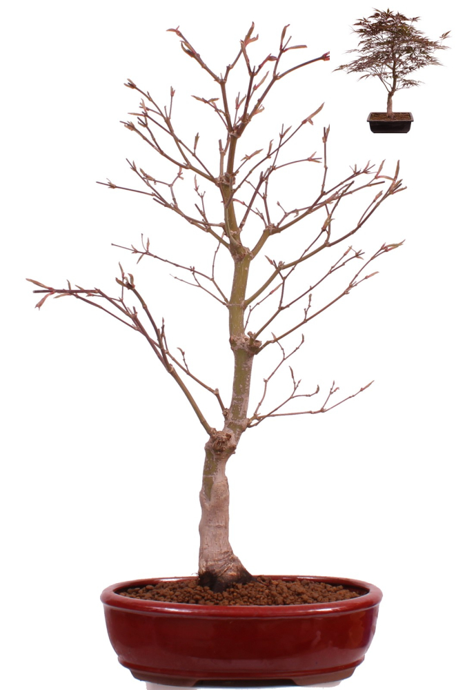 Bonsai - Acer palmatum 'Beni-kagami', Roter Fächerahorn aus Japan 226/01